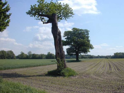 Bild 1 von 1 Eiche im Ortsteil Steinhorst